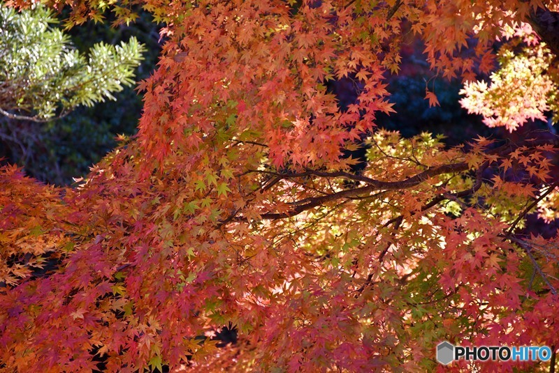 秋の宮島　１２