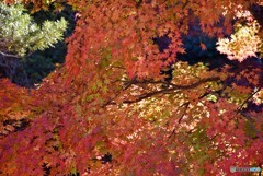 秋の宮島　１２