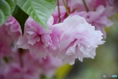 花のまわりみち　９