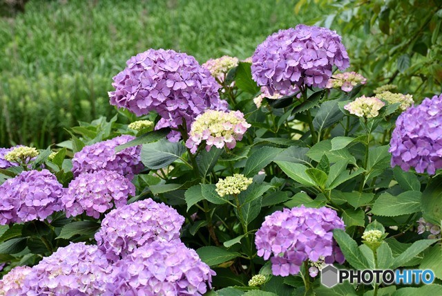 三景園の紫陽花　７