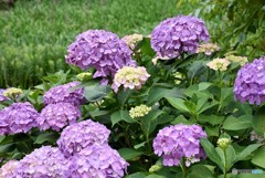 三景園の紫陽花　７