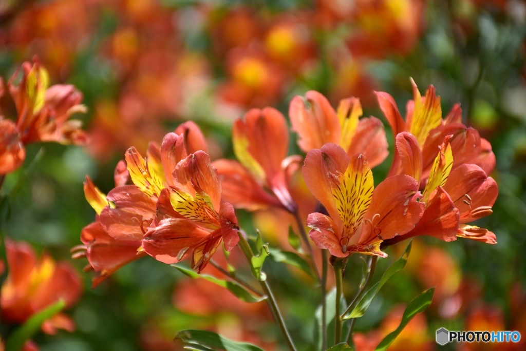 アルストロメリア　３