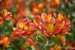 アルストロメリア　３