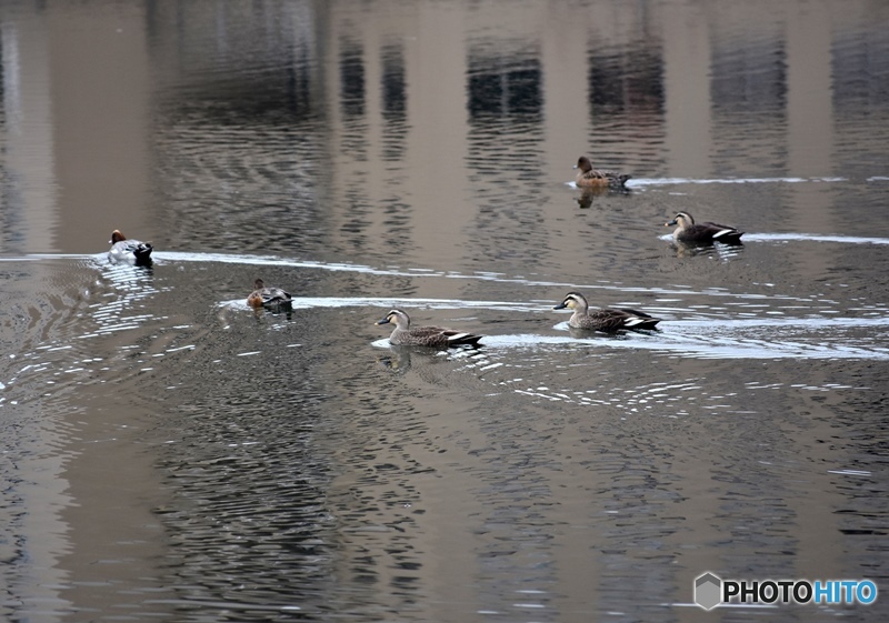 カモが泳ぐ池　３