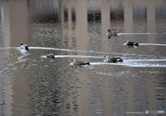 カモが泳ぐ池　３