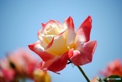 バラ・薔薇　１３