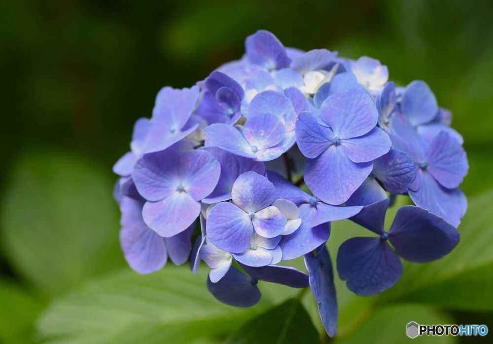 三景園の紫陽花２