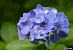 三景園の紫陽花２