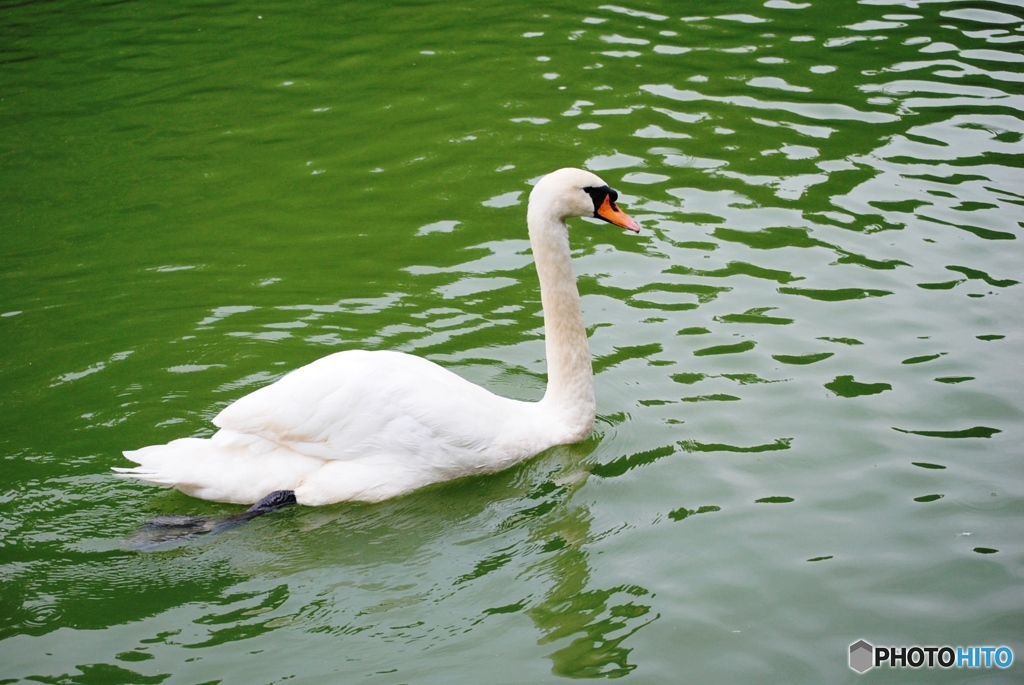 コブハクチョウ