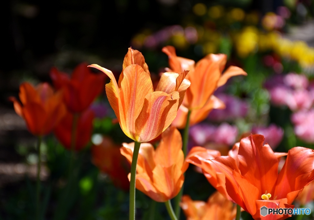 チューリップ　３