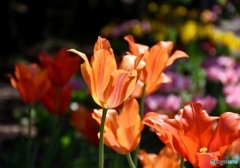 チューリップ　３