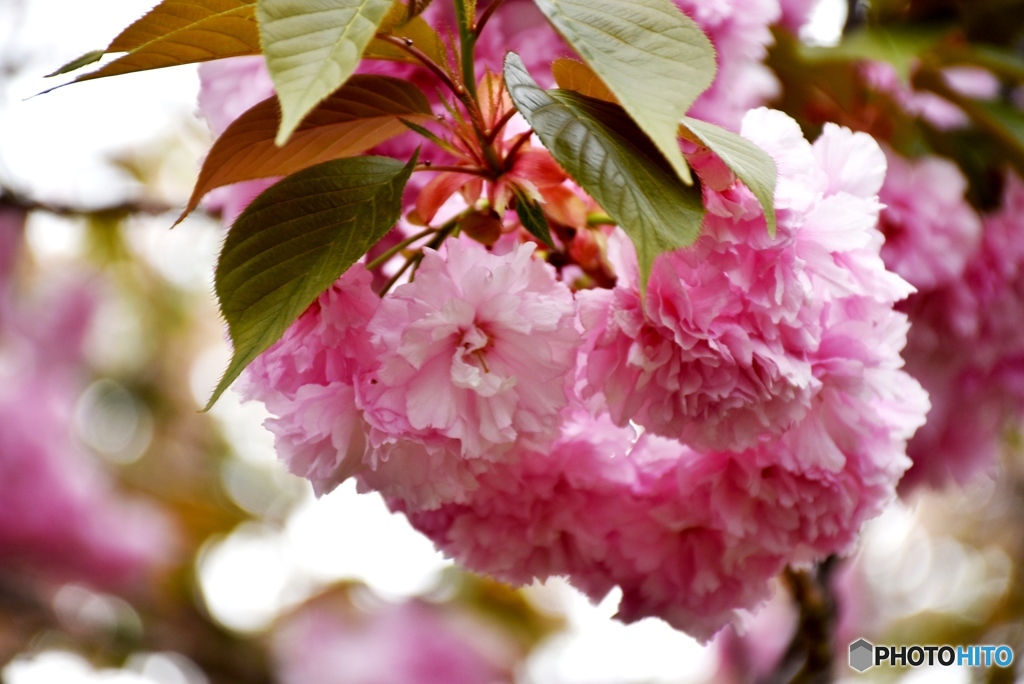 花のまわりみち　４