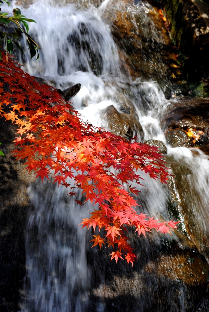 紅の葉