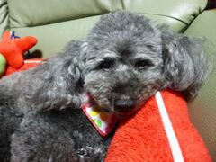 ジジは元気です！