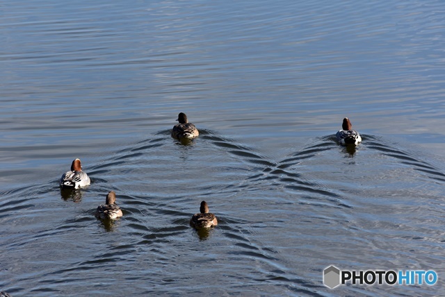 ヒドリガモ　１０