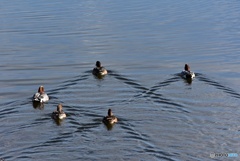 ヒドリガモ　１０