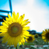 ひまわり1