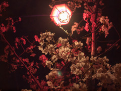 夜桜1