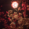 夜桜1