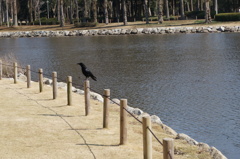 洞峰公園＿カラス