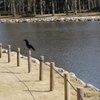 洞峰公園＿カラス