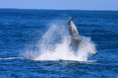 ザトウクジラの舞