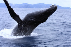 ザトウクジラのブリーチ