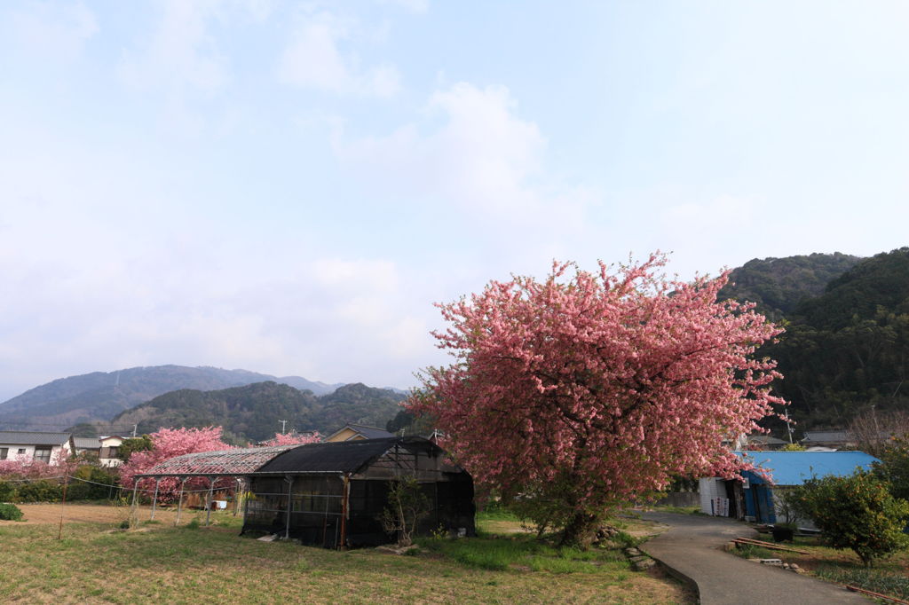 河津桜のある生活