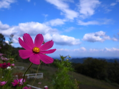 秩父高原のコスモス