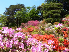 六義園の春