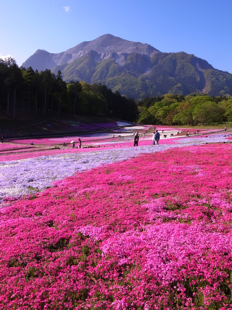 武甲山と芝桜1(GR3)