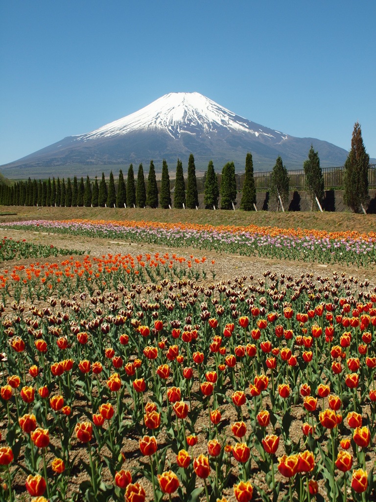 山中湖花の都公園