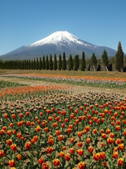 山中湖花の都公園