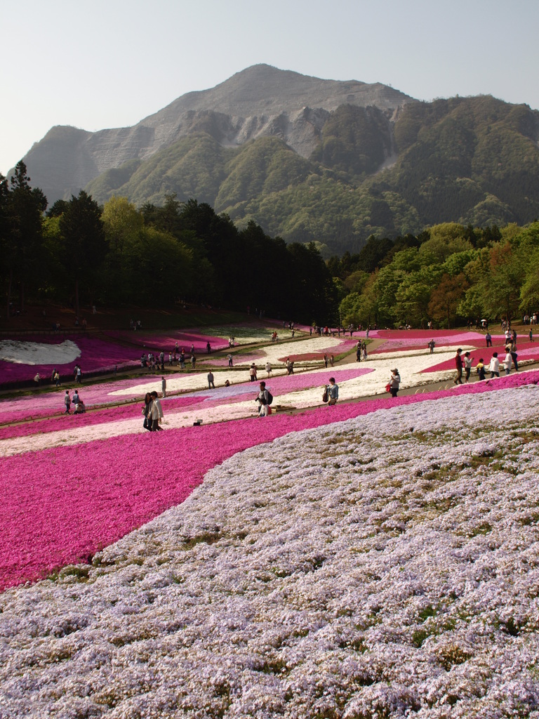 武甲山と芝桜