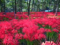 巾着田の曼珠沙華②