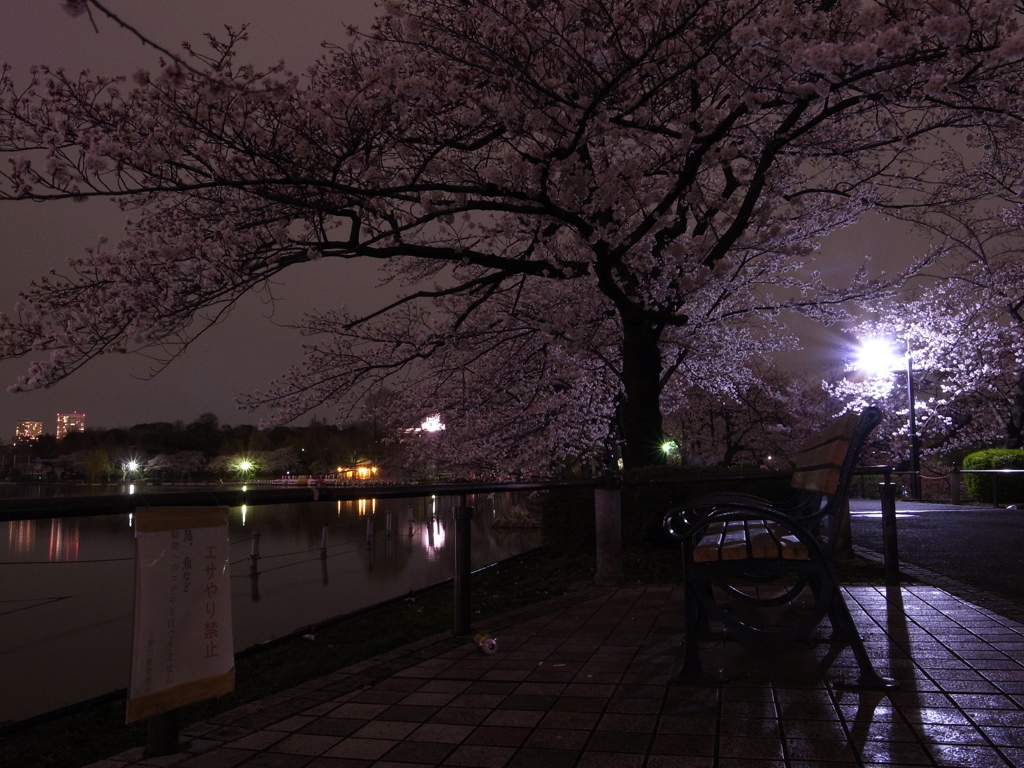 桜ベンチ