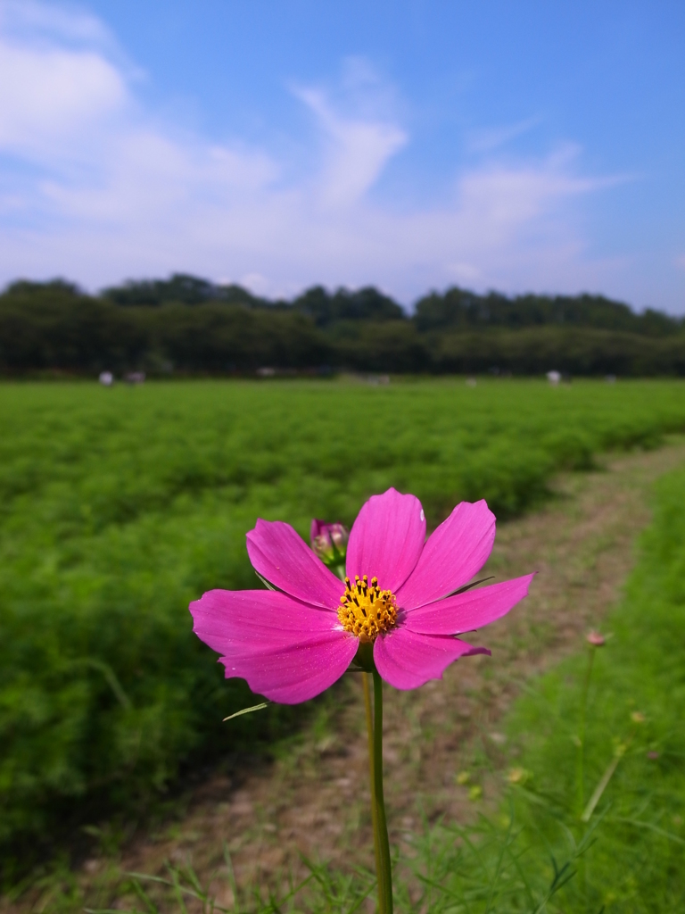 小さい秋、見つけた
