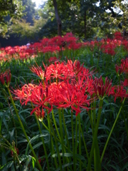 巾着田の曼珠沙華①
