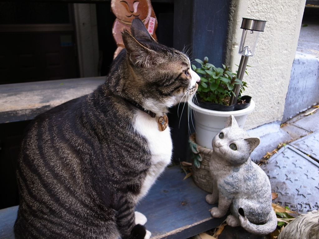 見つめる