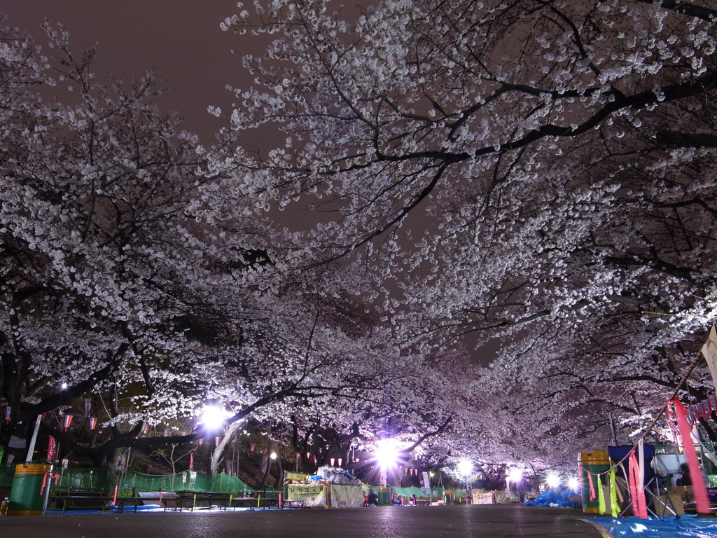 上野恩賜公園の夜桜