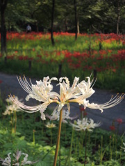 白い彼岸花