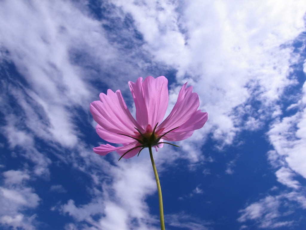 秋桜が見ている空