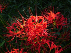 花火