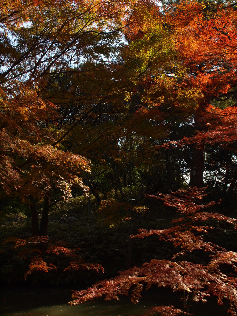 六義園の紅葉