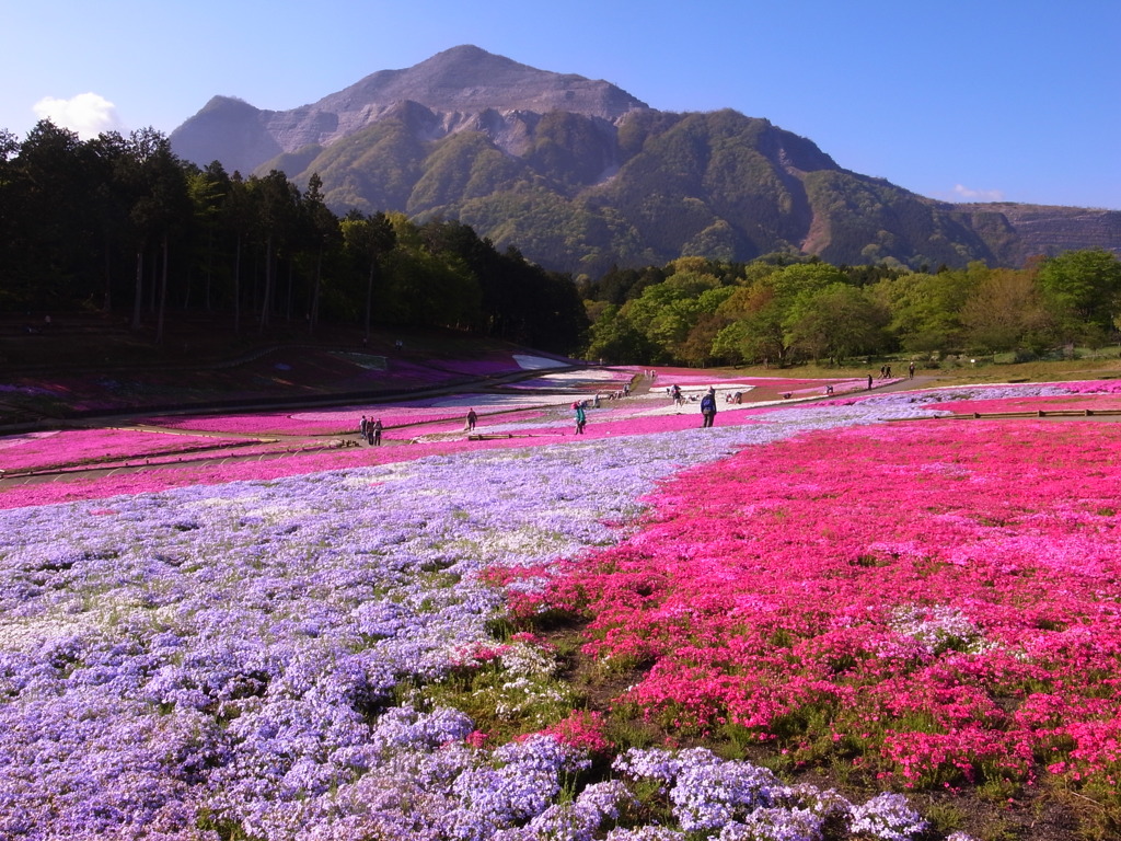 武甲山と芝桜2(GR3)