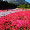 武甲山と芝桜1(COOLPIX P310)