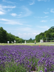 玉原ラベンダーパーク