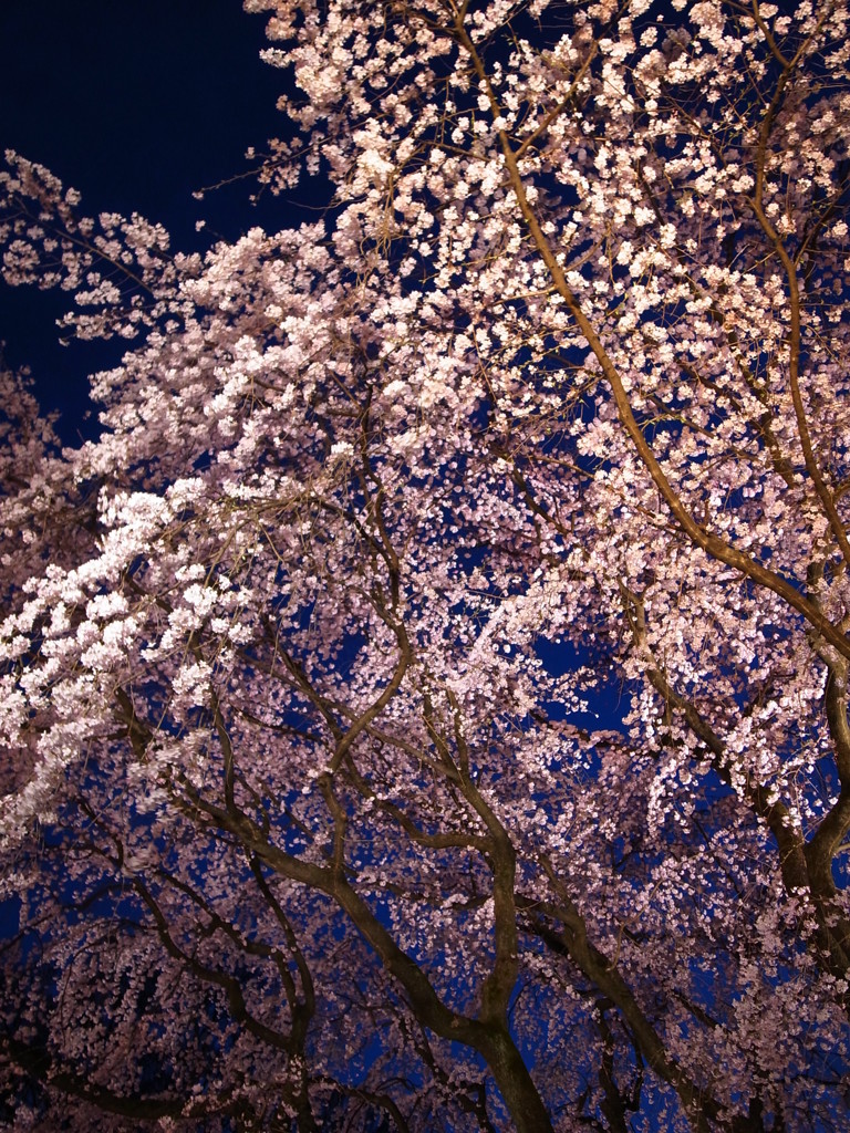 宵の桜