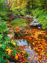 昭和記念公園の秋