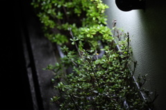 明日も頑張ろうな